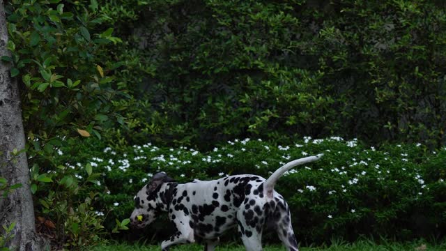 Find the ball on the grass and give it to the owner as soon as possible