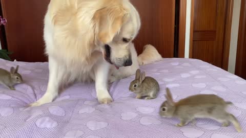 Cute Baby Bunnies think the Golden Retriever is their Mother part 2