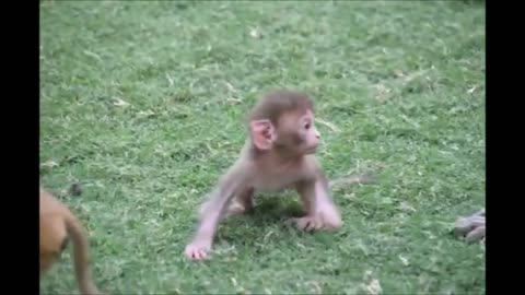 Baby Monkeys are so cute 🐒