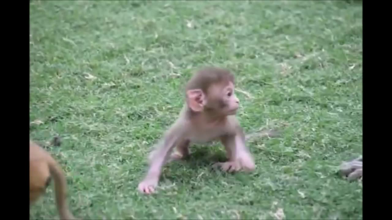 Baby Monkeys are so cute 🐒