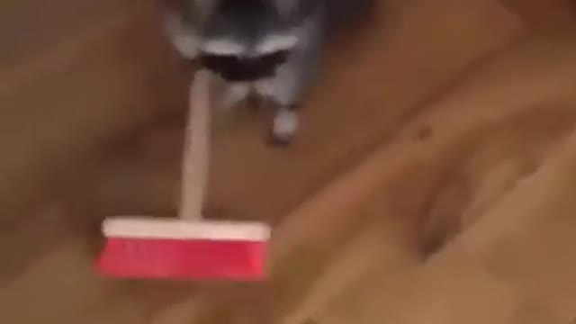 Raccoon funny sweeping