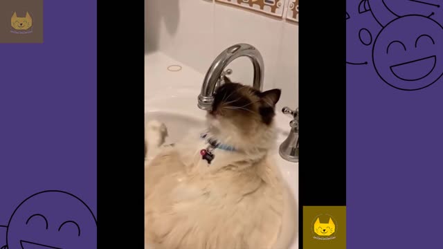 #11 Funny Cat Videos Compilation that will make your day