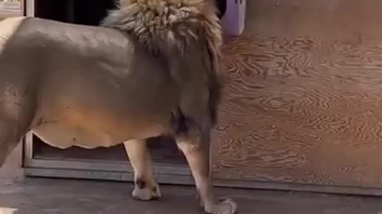 A cat is a cat without any regard to size