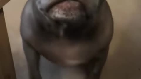pets fuuny cute