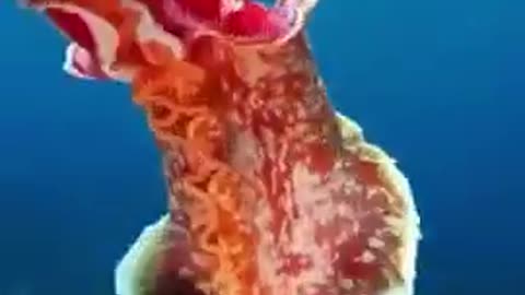 octopus in the ocean