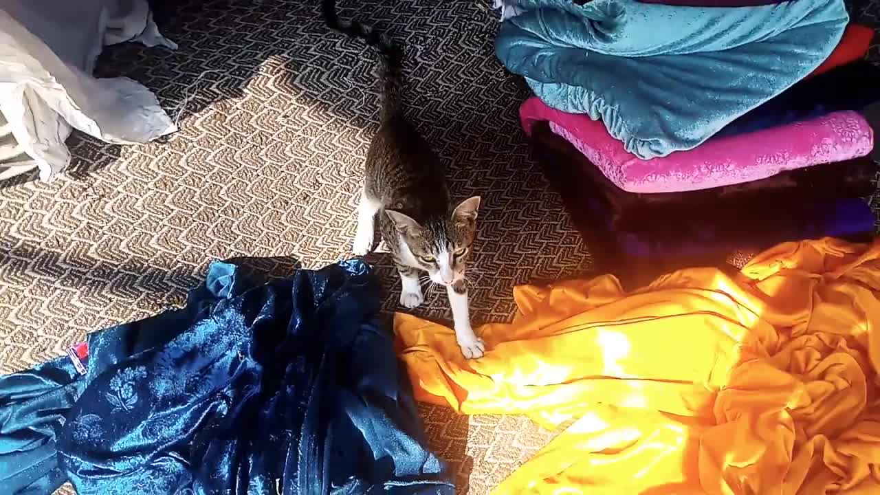 cute new stray kitten is join me/stray cats & kittens