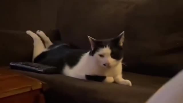 Cat funny moment
