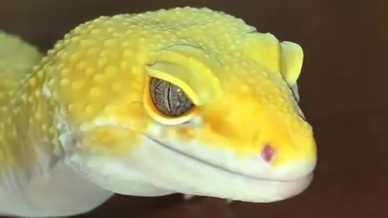 Waterproof gecko!! 💦