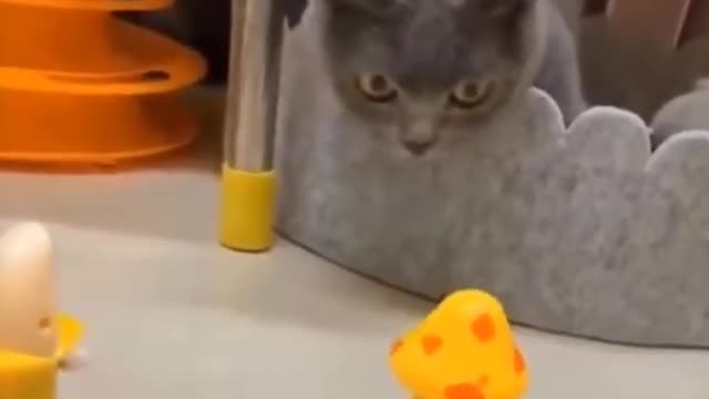 Kittens thrilled to discover toys at their new rescue home