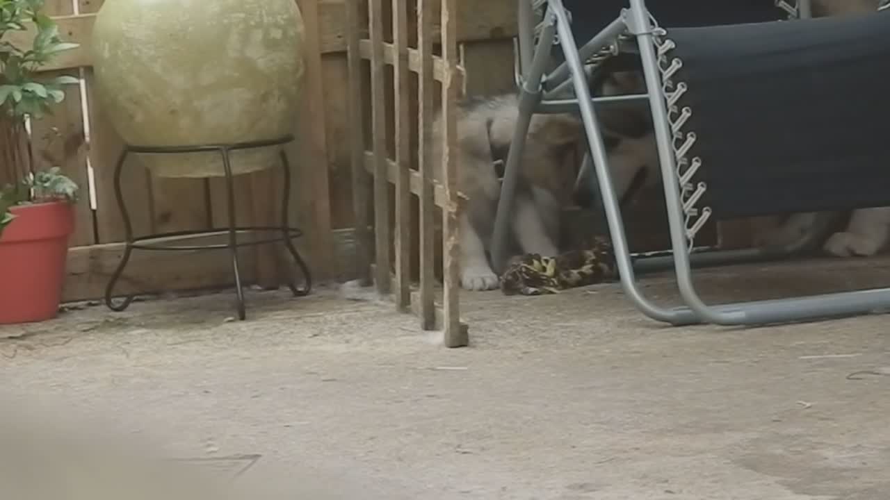 Alaskan Malamute puppy told off by her huge big brother!