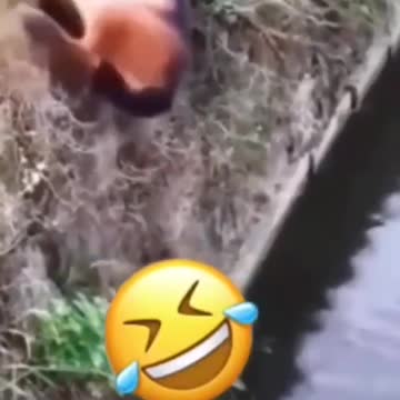 Animals sleeping and falling into water 🤣😈