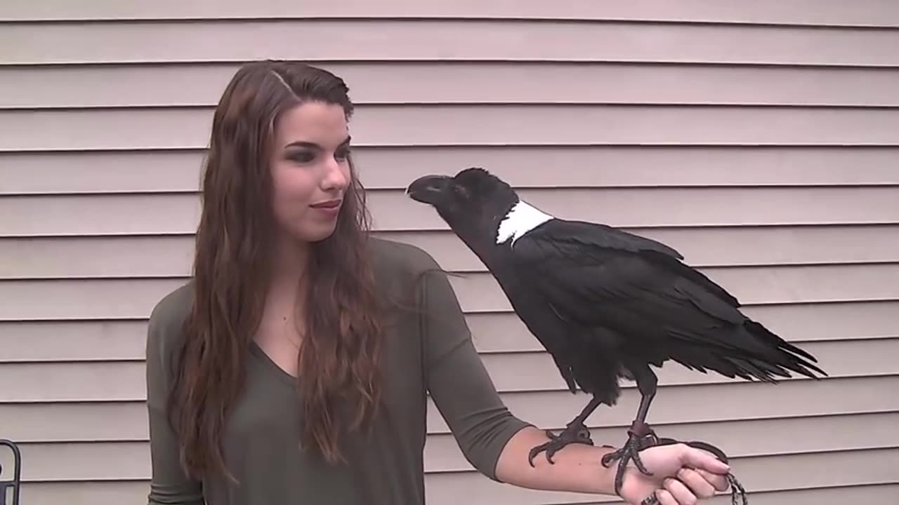 Ravens can talk!