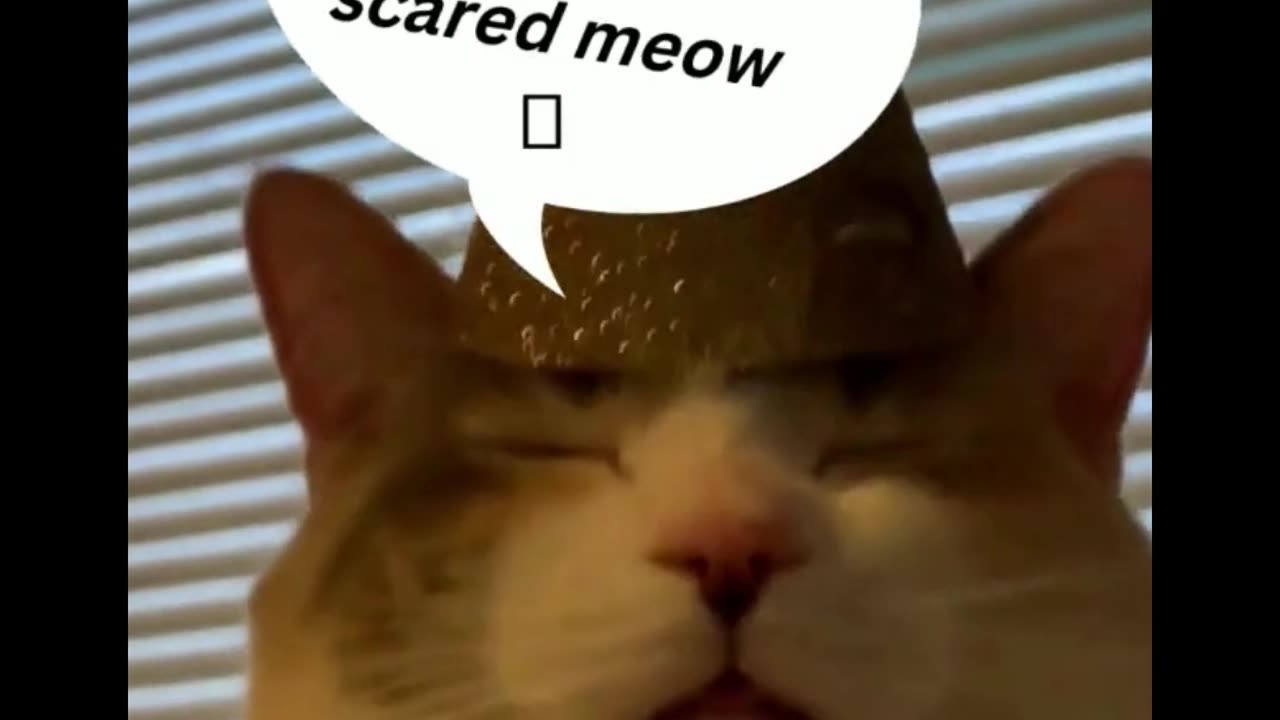 chanting cat #funny cat