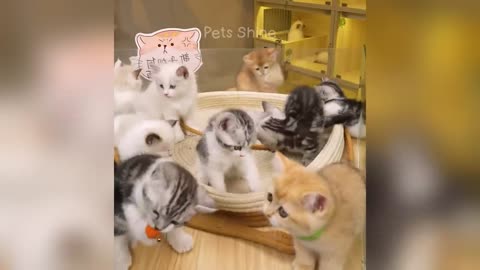 #Cute Animals Funniest Videos 😂