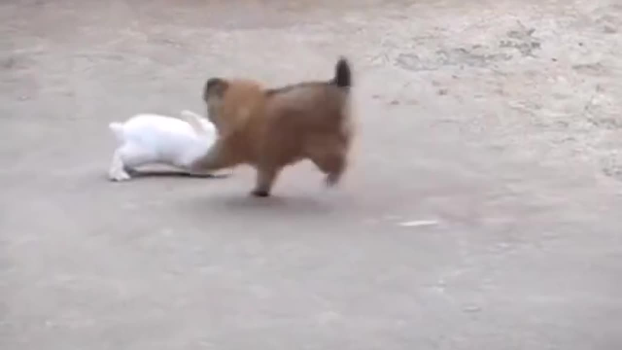 JUMPING GAME BETWEEN DOG AND RABBIT