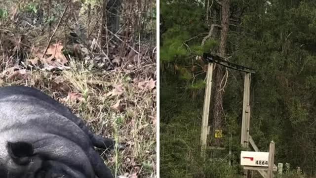 Someone shot our neighborhood pig and lefther to die.
