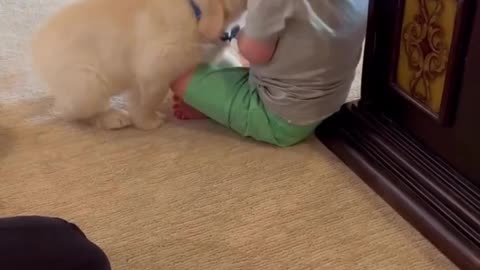 Emotional Rollercoaster: When Puppy Meets Baby