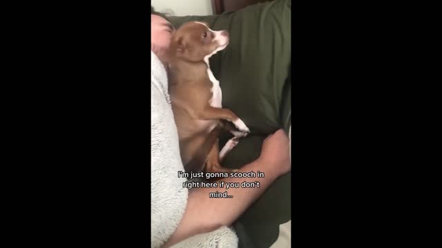 Funny Animal Videos 2022 π - Funniest Cats And Dogs Video πΊπ
