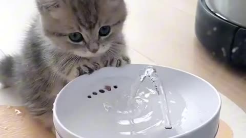 cute baby cat