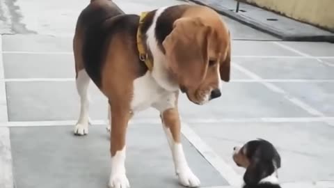 Baby dog best collection 😂😂😂😂