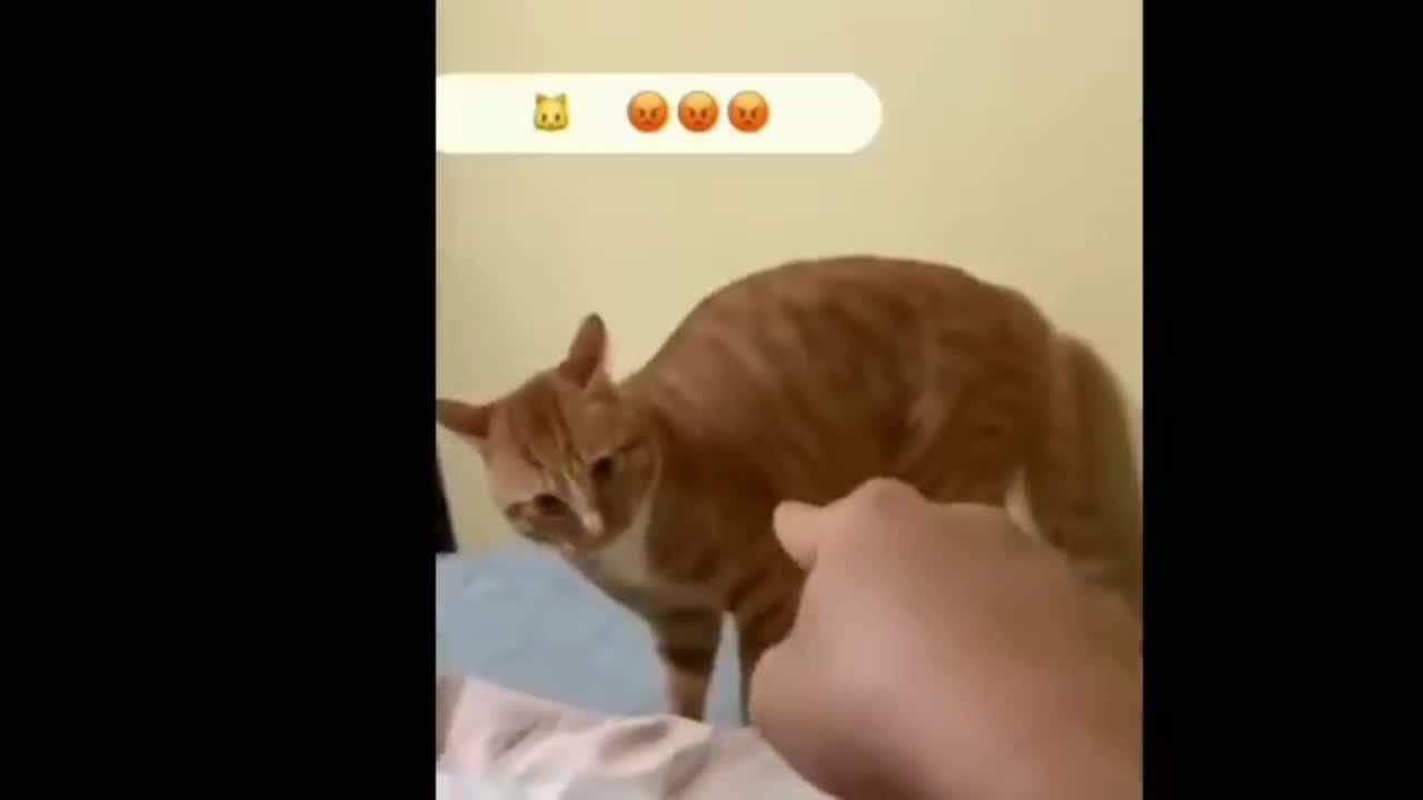 Cat videos || funny cat videos || funny dog videos