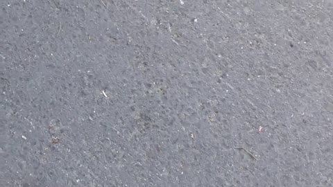 442. Car and RV Attacked the Same Day!