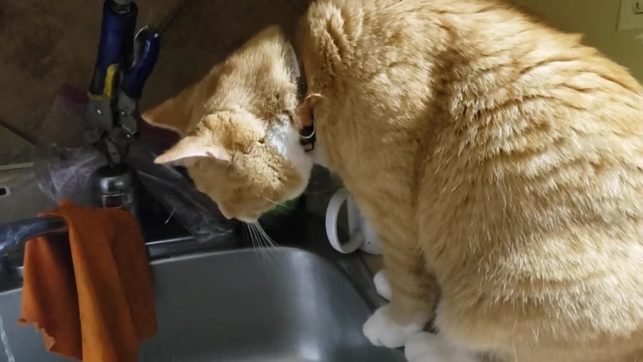 Cheetah the Cat is learning to bath