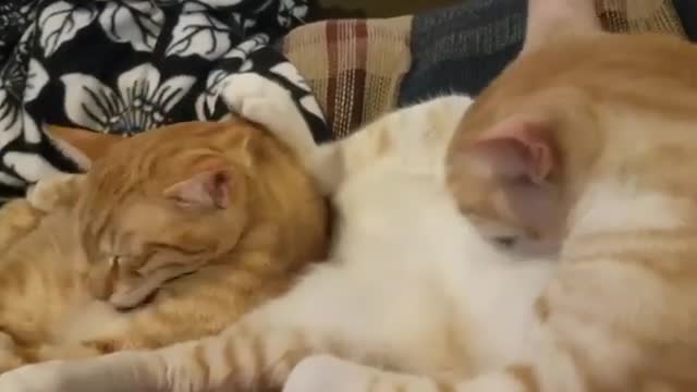 The two of them are in sync