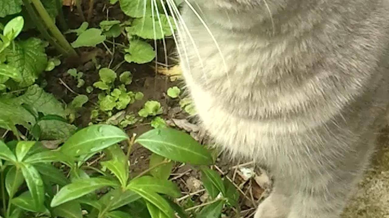 A young german cat sniffs out the world