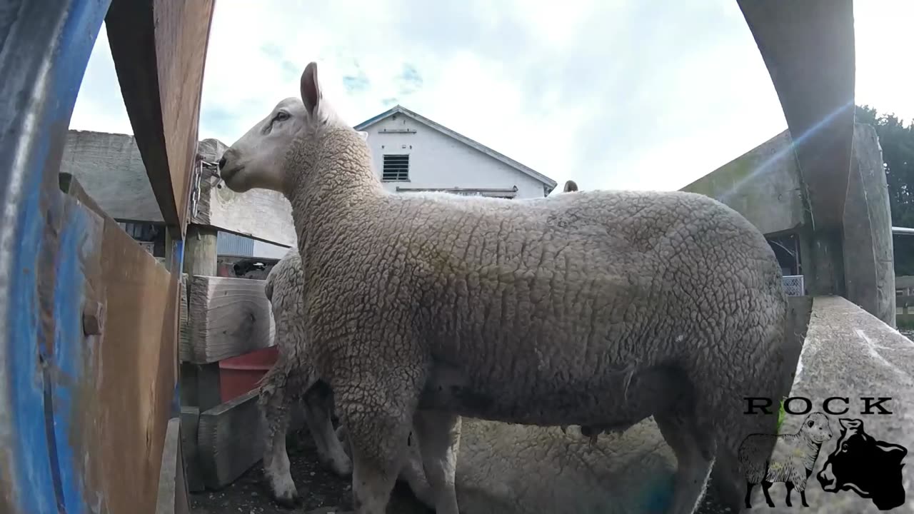 Sheep kill shot compilation