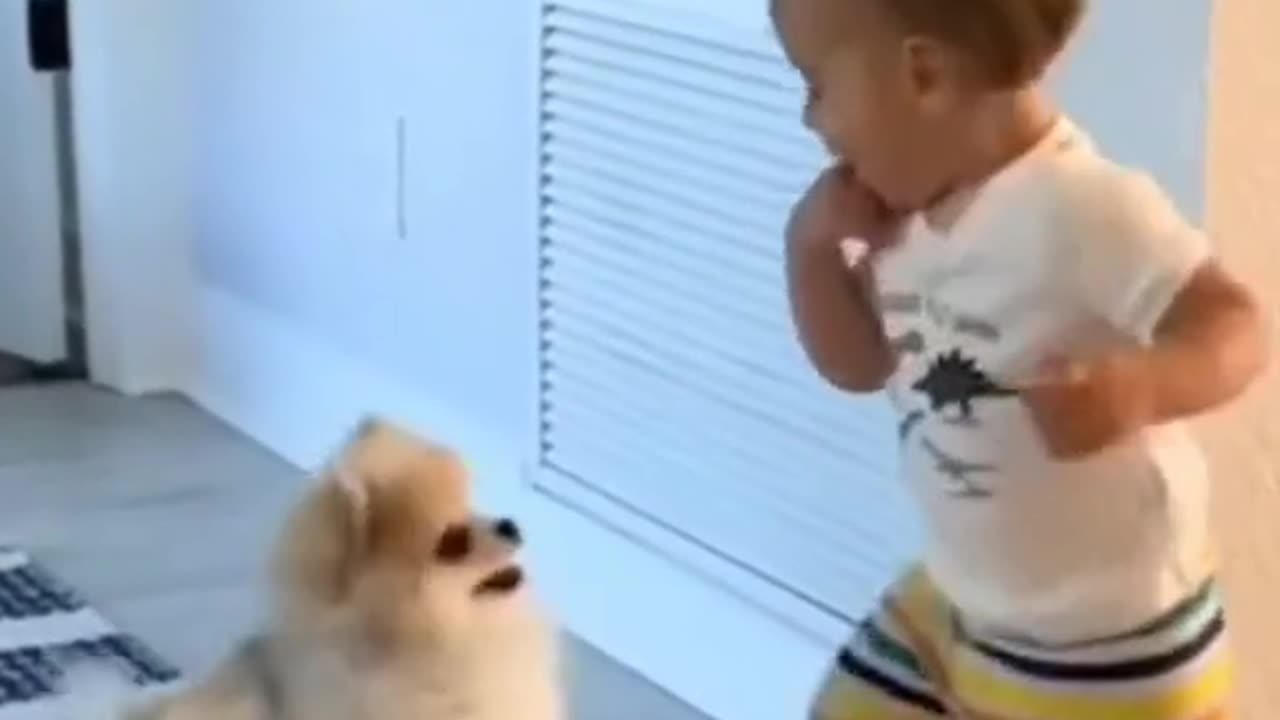 Dog funny video