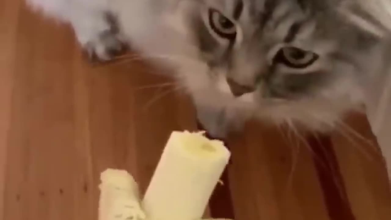 Vidéos de chats drôles jamais 2023🐱