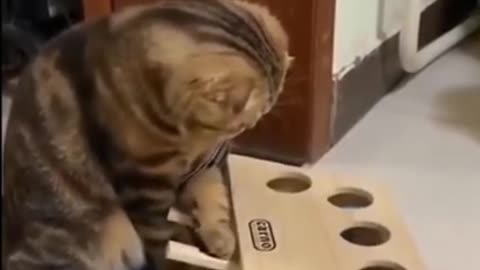 Funny Cat videos 🤣🤣