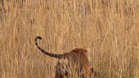 Tiger hunt wild boar