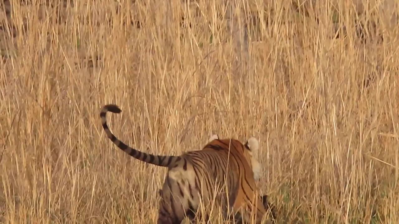 Tiger hunt wild boar