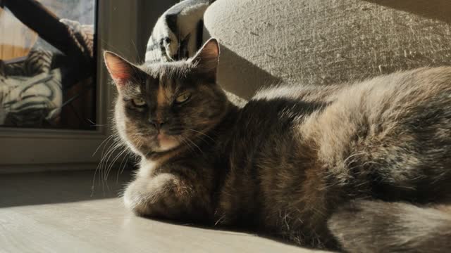 A three-colored cat without a breed, lies on the floor in the sun