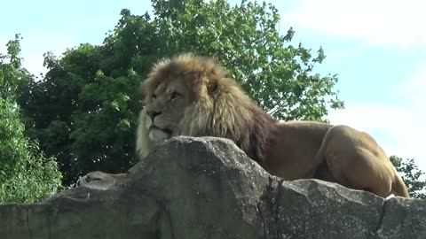 Male African Lion (Khari) Blackpool Zoo 29th June 2021