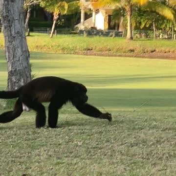Howler Monkey on High Priced Golf Course in Costa Rica Bares his Teeth at Me