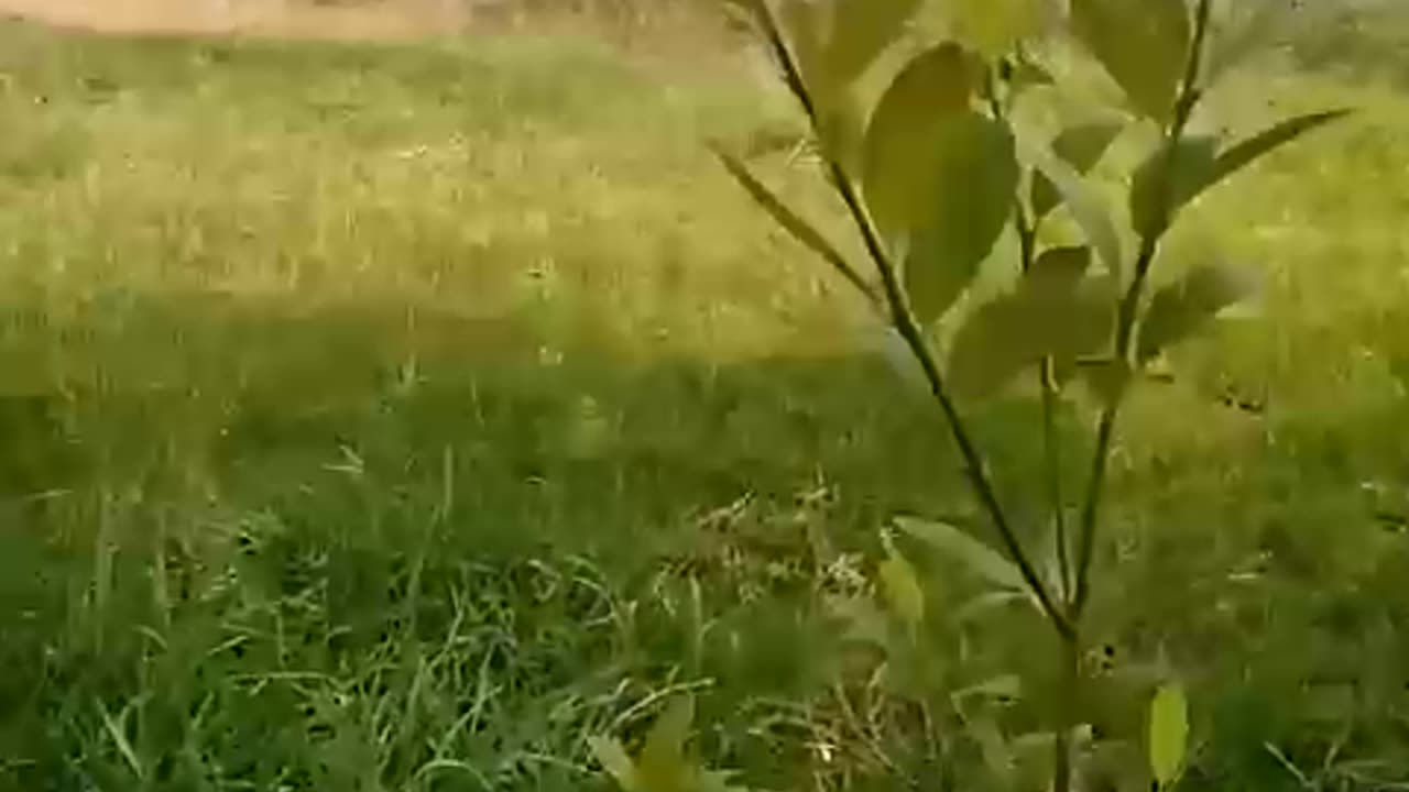 Village Life