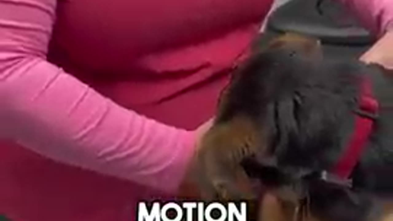 More Things We Look For When Adjusting An Animal! 🐕 #shorts