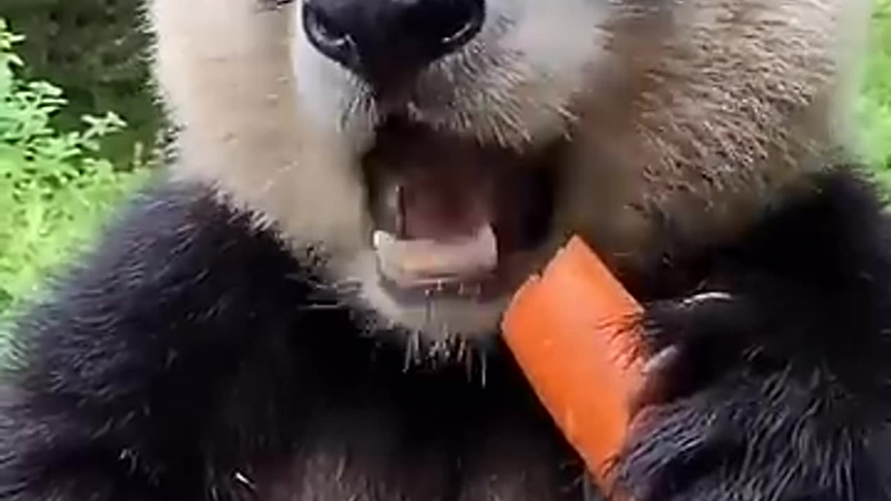 Cute panda eating a carrot