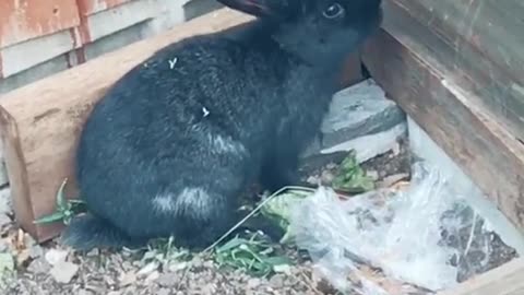 Have you ever seen a black rabbit ?