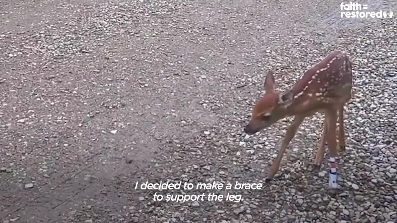 Injured Fawn Deer In Rocky Mountains Gets Adopted | The Dodo Faith = Restored