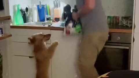 Doggo Jumps for Joy at Dinnertime