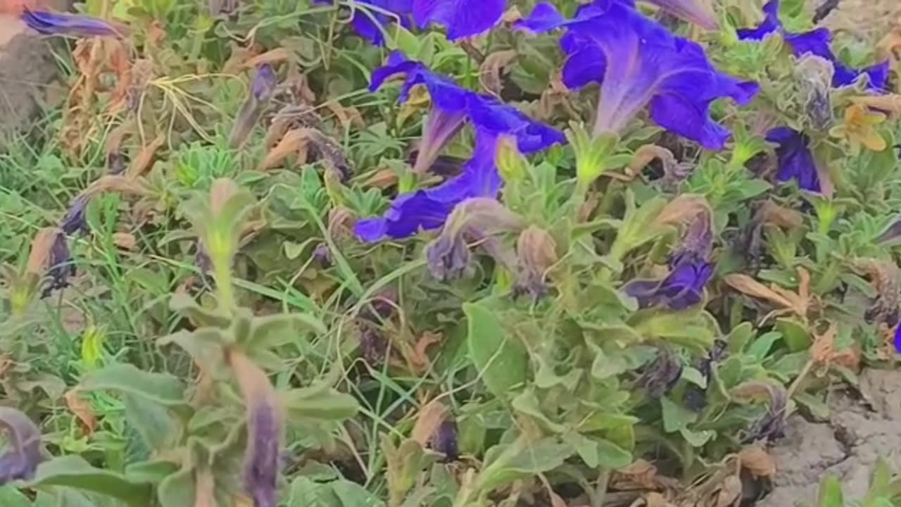 Natural and beautiful view of purple colour flowers with relaxing sound💕✨