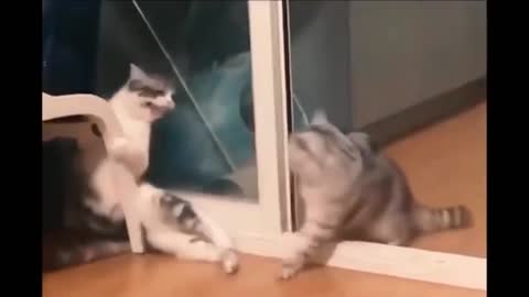 Silly Cat Fight