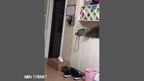 Funny cat 🤣
