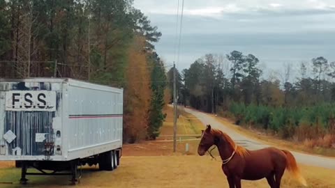 If you fell down and acted sick, what would your horse do?