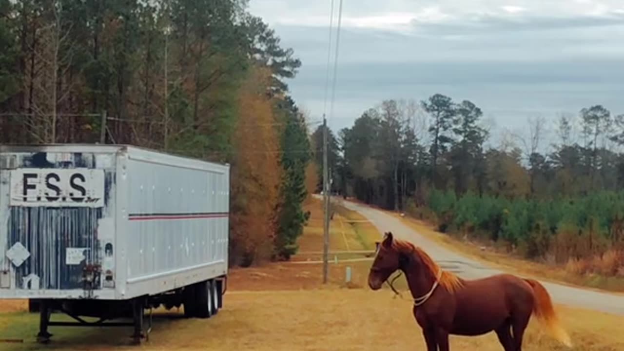 If you fell down and acted sick, what would your horse do?
