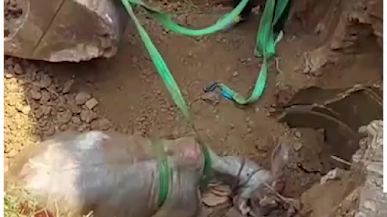 Hapless cow gets rescued after falling into a 15ft deep well 🐄♥️